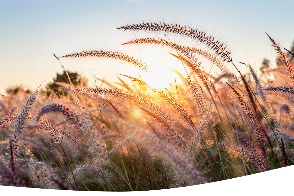 mnenje-1 https://msm-mocsonca.si/wp-content/uploads/2025/07/mnenje-1.png